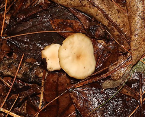 Mushrooms - Clitocybe sp. Habitat: Mixed forest; growing on leaf litter and small twigs.
https://www.jungledragon.com/image/119784/mushrooms_-_clitocybe_sp.html
https://www.jungledragon.com/image/119786/mushrooms_-_clitocybe_sp.html
https://www.jungledragon.com/image/119785/mushrooms_-_clitocybe_sp.html
 Geotagged,Summer,United States