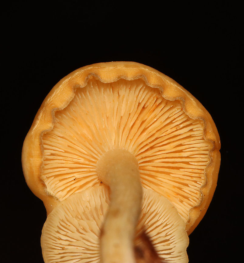 Mushrooms - Clitocybe sp. Habitat: Mixed forest; growing on leaf litter and small twigs.<br />
<figure class="photo"><a href="https://www.jungledragon.com/image/119784/mushrooms_-_clitocybe_sp.html" title="Mushrooms - Clitocybe sp."><img src="https://s3.amazonaws.com/media.jungledragon.com/images/3232/119784_thumb.jpg?AWSAccessKeyId=05GMT0V3GWVNE7GGM1R2&Expires=1759968010&Signature=yn06UwPW%2BjsfAlC1zuNI%2Bu0GSMY%3D" width="116" height="152" alt="Mushrooms - Clitocybe sp. Habitat: Mixed forest; growing on leaf litter and small twigs.<br />
https://www.jungledragon.com/image/119784/mushrooms_-_clitocybe_sp.html<br />
https://www.jungledragon.com/image/119786/mushrooms_-_clitocybe_sp.html<br />
https://www.jungledragon.com/image/119785/mushrooms_-_clitocybe_sp.html<br />
 Clitocybe,Geotagged,Summer,United States,fungus,mushroom" /></a></figure><br />
<figure class="photo"><a href="https://www.jungledragon.com/image/119786/mushrooms_-_clitocybe_sp.html" title="Mushrooms - Clitocybe sp."><img src="https://s3.amazonaws.com/media.jungledragon.com/images/3232/119786_thumb.jpg?AWSAccessKeyId=05GMT0V3GWVNE7GGM1R2&Expires=1759968010&Signature=5y6TWQjDyhS5v6roTaco9rsjtQY%3D" width="142" height="152" alt="Mushrooms - Clitocybe sp. Habitat: Mixed forest; growing on leaf litter and small twigs.<br />
https://www.jungledragon.com/image/119784/mushrooms_-_clitocybe_sp.html<br />
https://www.jungledragon.com/image/119786/mushrooms_-_clitocybe_sp.html<br />
https://www.jungledragon.com/image/119785/mushrooms_-_clitocybe_sp.html<br />
 Geotagged,Summer,United States" /></a></figure><br />
<figure class="photo"><a href="https://www.jungledragon.com/image/119785/mushrooms_-_clitocybe_sp.html" title="Mushrooms - Clitocybe sp."><img src="https://s3.amazonaws.com/media.jungledragon.com/images/3232/119785_thumb.jpg?AWSAccessKeyId=05GMT0V3GWVNE7GGM1R2&Expires=1759968010&Signature=%2FKdHKJmof5zfZ%2FUU3XbKvlWB%2Ba8%3D" width="200" height="164" alt="Mushrooms - Clitocybe sp. Habitat: Mixed forest; growing on leaf litter and small twigs.<br />
https://www.jungledragon.com/image/119784/mushrooms_-_clitocybe_sp.html<br />
https://www.jungledragon.com/image/119786/mushrooms_-_clitocybe_sp.html<br />
https://www.jungledragon.com/image/119785/mushrooms_-_clitocybe_sp.html<br />
 Geotagged,Summer,United States" /></a></figure><br />
 Geotagged,Summer,United States