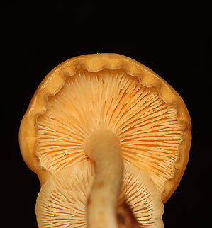 Mushrooms - Clitocybe sp. Habitat: Mixed forest; growing on leaf litter and small twigs.
https://www.jungledragon.com/image/119784/mushrooms_-_clitocybe_sp.html
https://www.jungledragon.com/image/119786/mushrooms_-_clitocybe_sp.html
https://www.jungledragon.com/image/119785/mushrooms_-_clitocybe_sp.html
 Geotagged,Summer,United States