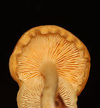Mushrooms - Clitocybe sp. Habitat: Mixed forest; growing on leaf litter and small twigs.<br />
https://www.jungledragon.com/image/119784/mushrooms_-_clitocybe_sp.html<br />
https://www.jungledragon.com/image/119786/mushrooms_-_clitocybe_sp.html<br />
https://www.jungledragon.com/image/119785/mushrooms_-_clitocybe_sp.html<br />
 Geotagged,Summer,United States
