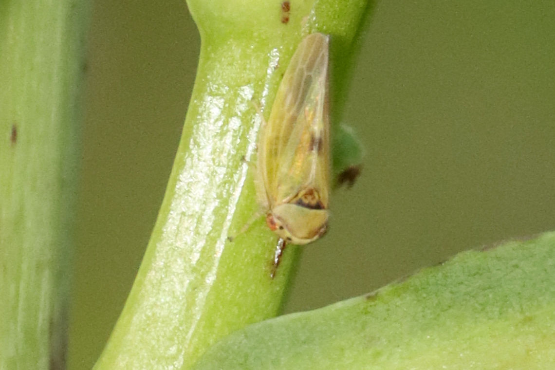 Leafhopper - Agalliopsis ancistra Habitat: Garden Agalliopsis ancistra,Cicadellidae,Geotagged,Summer,United States,hopper,leafhopper
