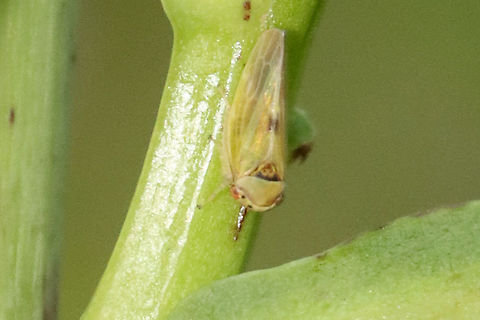 Leafhopper - Agalliopsis ancistra Habitat: Garden Agalliopsis ancistra,Cicadellidae,Geotagged,Summer,United States,hopper,leafhopper