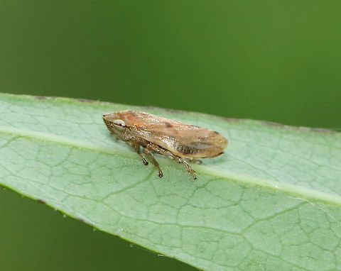 Meadow Froghopper - Philaenus spumarius Habitat: Garden Geotagged,Meadow Froghopper,Philaenus,Philaenus spumarius,Summer,United States,froghopper