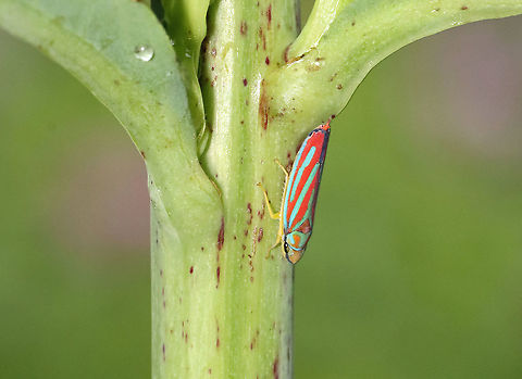 Candy-striped Leafhopper - Graphocephala coccinea Habitat - Garden Candy-striped Leafhopper,Coccinellidae,Geotagged,Graphocephala,Graphocephala coccinea,Summer,United States,hopper,leafhopper