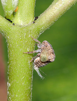 Green Cone-headed Planthopper Nymph - Acanalonia conica Distinguished from Acanalonia bivittata because Acanalonia conica is the only nymph with a green tint.

Habitat: Garden

*I'm curious about the black bits (and the orange thing) at the top of the photo...maybe eggs and a larva? Acanalonia,Acanalonia conica,Geotagged,Green cone-headed planthopper,Summer,United States,nymph,planthopper nymph