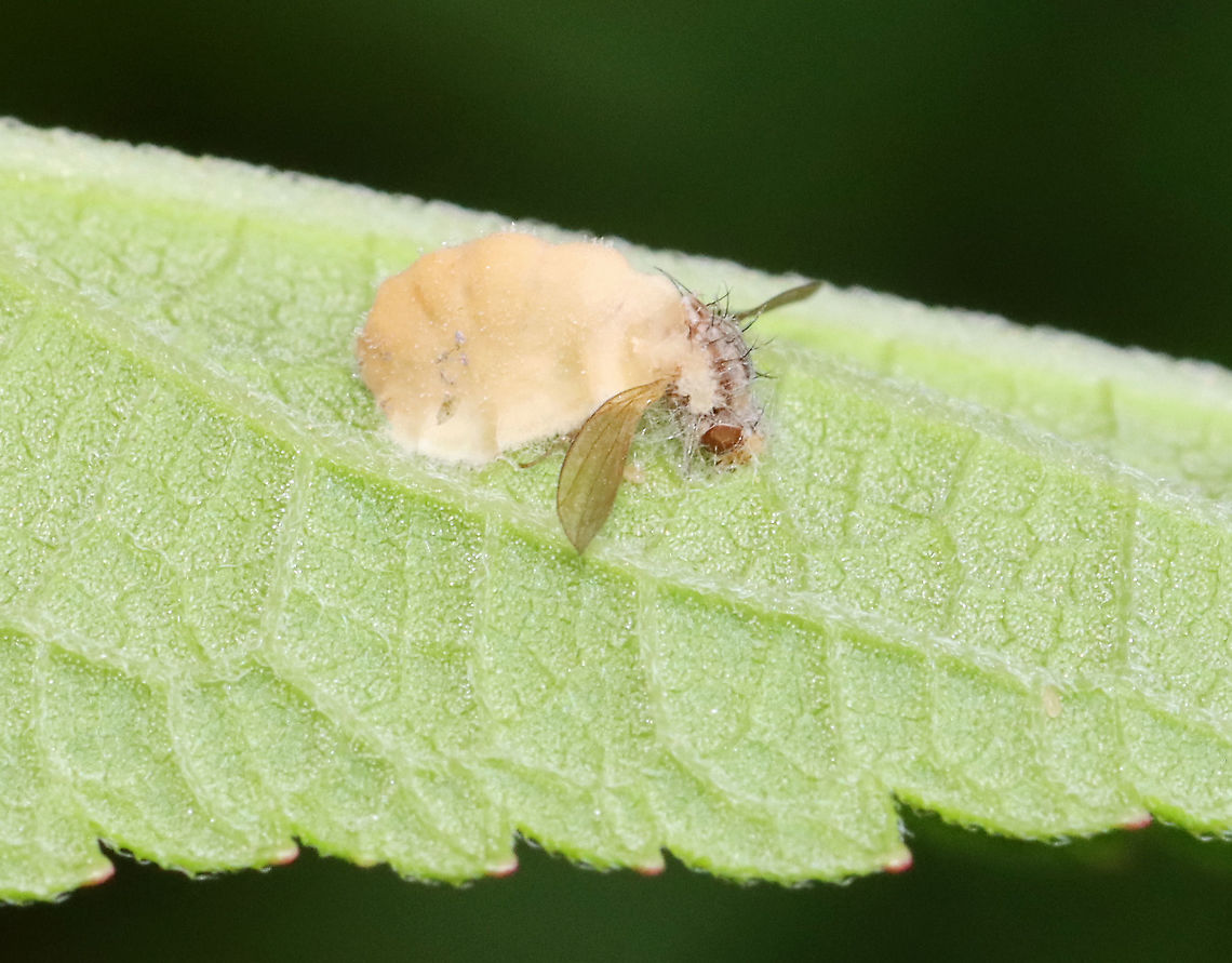 Entomophthora muscae This fly was engulfed by Entomophthora muscae! Gross, yet so cool! Sorry fly ;).<br />
<br />
E. muscae has potential for use as a biocontrol agent, but there are some technical problems preventing its use.<br />
<br />
Habitat: Infected fly was stuck to a leaf in a garden. Entomophthora,Entomophthora muscae,Fungus,Geotagged,Summer,United States