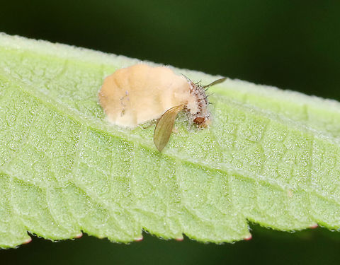 Entomophthora muscae This fly was engulfed by Entomophthora muscae! Gross, yet so cool! Sorry fly ;).

E. muscae has potential for use as a biocontrol agent, but there are some technical problems preventing its use.

Habitat: Infected fly was stuck to a leaf in a garden. Entomophthora,Entomophthora muscae,Fungus,Geotagged,Summer,United States