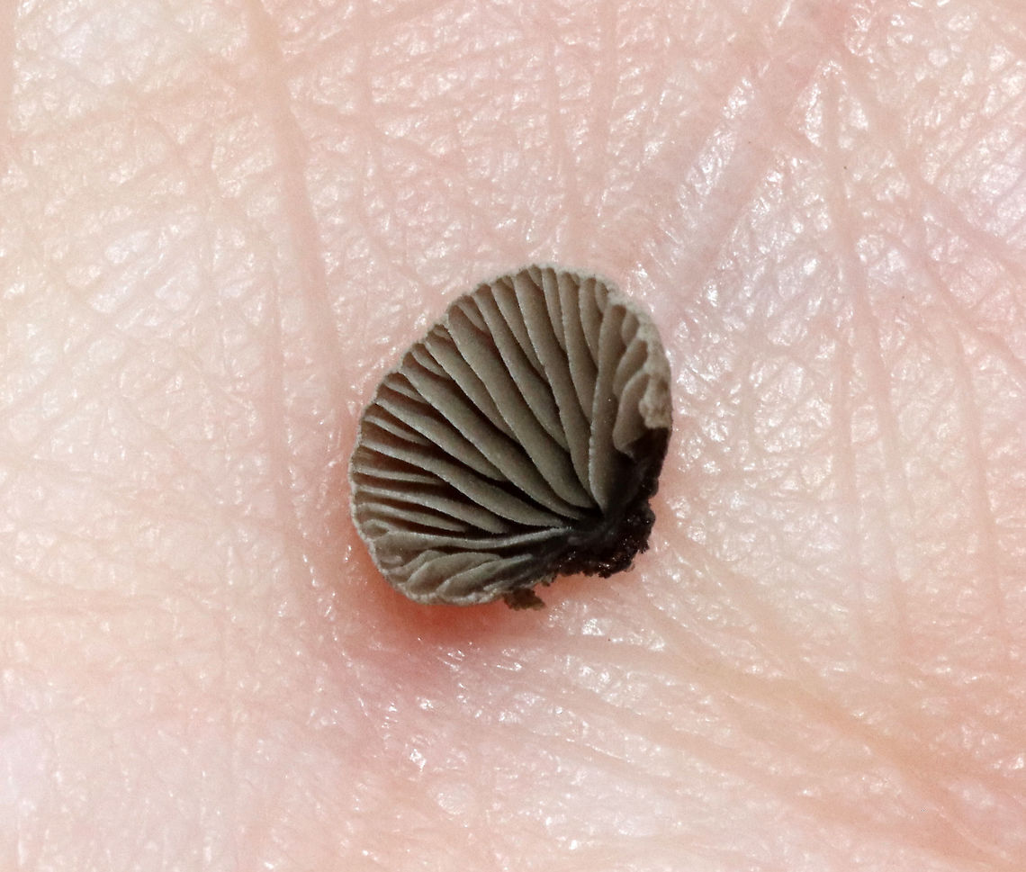 Smoked Oysterling - Resupinatus applicatus Habitat: Rotting wood; mixed forest<br />
<figure class="photo"><a href="https://www.jungledragon.com/image/119834/smoked_oysterling_-_resupinatus_applicatus.html" title="Smoked Oysterling - Resupinatus applicatus"><img src="https://s3.amazonaws.com/media.jungledragon.com/images/3232/119834_thumb.jpg?AWSAccessKeyId=05GMT0V3GWVNE7GGM1R2&Expires=1769040010&Signature=JMaXdXN0TTmMW7RK63VfGzPzZCs%3D" width="200" height="154" alt="Smoked Oysterling - Resupinatus applicatus Habitat: Rotting wood; mixed forest<br />
https://www.jungledragon.com/image/119833/smoked_oysterling_-_resupinatus_applicatus.html Geotagged,Resupinatus applicatus,Smoked Oysterling,Summer,United States,fungus,mushrooms,oysterling" /></a></figure> Geotagged,Resupinatus applicatus,Smoked Oysterling,Summer,United States