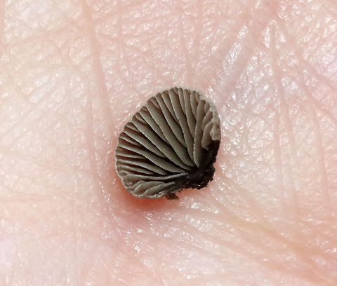 Smoked Oysterling - Resupinatus applicatus Habitat: Rotting wood; mixed forest
https://www.jungledragon.com/image/119834/smoked_oysterling_-_resupinatus_applicatus.html Geotagged,Resupinatus applicatus,Smoked Oysterling,Summer,United States