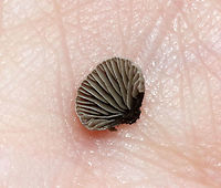 Smoked Oysterling - Resupinatus applicatus Habitat: Rotting wood; mixed forest<br />
https://www.jungledragon.com/image/119834/smoked_oysterling_-_resupinatus_applicatus.html Geotagged,Resupinatus applicatus,Smoked Oysterling,Summer,United States