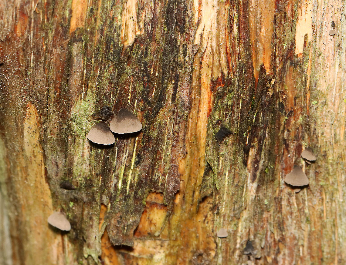 Smoked Oysterling - Resupinatus applicatus Habitat: Rotting wood; mixed forest<br />
<figure class="photo"><a href="https://www.jungledragon.com/image/119833/smoked_oysterling_-_resupinatus_applicatus.html" title="Smoked Oysterling - Resupinatus applicatus"><img src="https://s3.amazonaws.com/media.jungledragon.com/images/3232/119833_thumb.jpg?AWSAccessKeyId=05GMT0V3GWVNE7GGM1R2&Expires=1759968010&Signature=ol9If%2BUppf%2FzKzaTCpUrSGq5ci8%3D" width="200" height="172" alt="Smoked Oysterling - Resupinatus applicatus Habitat: Rotting wood; mixed forest<br />
https://www.jungledragon.com/image/119834/smoked_oysterling_-_resupinatus_applicatus.html Geotagged,Resupinatus applicatus,Smoked Oysterling,Summer,United States" /></a></figure> Geotagged,Resupinatus applicatus,Smoked Oysterling,Summer,United States,fungus,mushrooms,oysterling