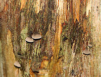 Smoked Oysterling - Resupinatus applicatus Habitat: Rotting wood; mixed forest<br />
https://www.jungledragon.com/image/119833/smoked_oysterling_-_resupinatus_applicatus.html Geotagged,Resupinatus applicatus,Smoked Oysterling,Summer,United States,fungus,mushrooms,oysterling