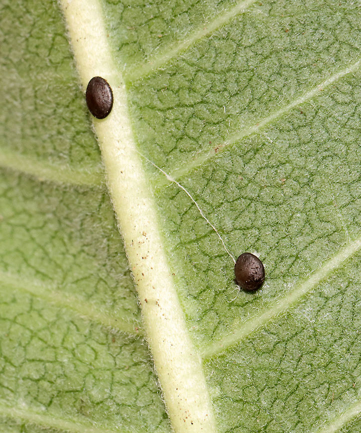 Seeds I&#039;ve seen these seeds before and got them identified, but I can&#039;t remember what they were! They are some sort of projectile seeds...<br />
<br />
Habitat: Meadow; stuck to a milkweed leaf Geotagged,Summer,United States,seed,seeds