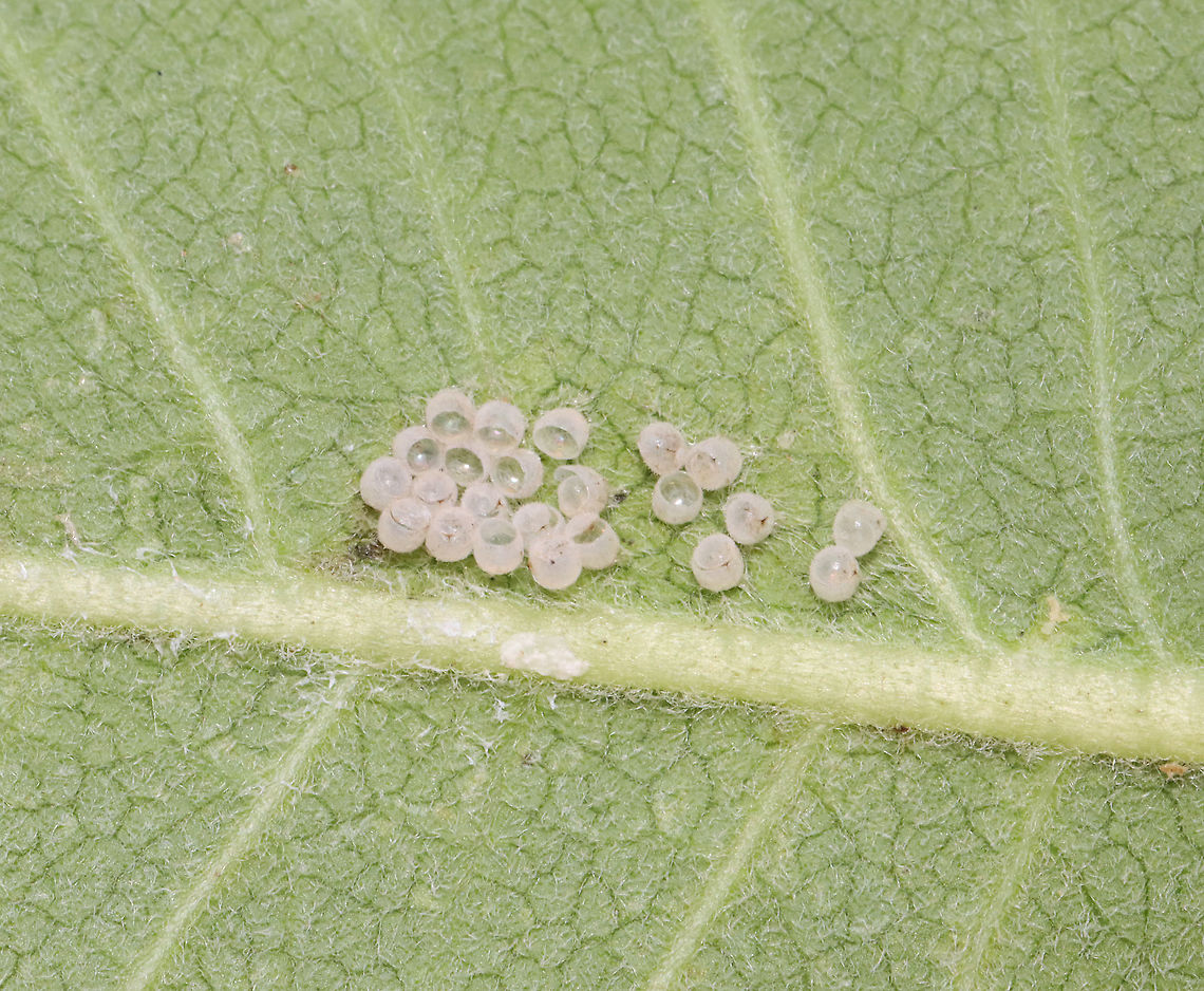 Empty Stink Bug Eggs Habitat: Meadow; on milkweed Geotagged,Pentatomidae,Summer,United States,eggs,shield bug eggs,stink bug eggs