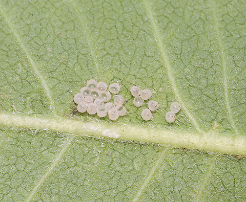 Empty Stink Bug Eggs Habitat: Meadow; on milkweed Geotagged,Pentatomidae,Summer,United States,eggs,shield bug eggs,stink bug eggs