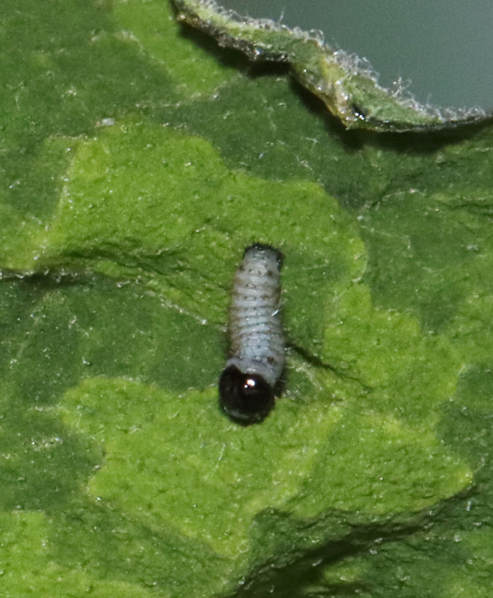 Monarch Caterpillar - Danaus plexippus This tiny caterpillar is a first instar monarch larva!<br />
<br />
Habitat: Rural yard; my mom (@Beamie on JD) collects monarch eggs from the milkweed growing on her property. She puts them in mesh enclosures (kept outdoors) where they can hatch, feast on milkweed, pupate and eventually emerge as adults safely before being released.<br />
<br />
Monarch metamorphosis from egg to adult takes as little as 25 days, However, it is estimated that fewer than 10% of monarch eggs and caterpillars survive because they are so vulnerable to weather, parasites, and disease. Monarchs are harbingers of environmental change, and they continue to struggle as a species.<br />
<figure class="photo"><a href="https://www.jungledragon.com/image/119839/monarch_caterpillar_-_danaus_plexippus.html" title="Monarch Caterpillar - Danaus plexippus"><img src="https://s3.amazonaws.com/media.jungledragon.com/images/3232/119839_thumb.jpg?AWSAccessKeyId=05GMT0V3GWVNE7GGM1R2&Expires=1759968010&Signature=9WmUgIV9CJX5UpDhTJ%2FgMgzTfLs%3D" width="200" height="162" alt="Monarch Caterpillar - Danaus plexippus This tiny caterpillar is a first instar monarch larva!<br />
<br />
Habitat: Rural yard; my mom (@Beamie on JD) collects monarch eggs from the milkweed growing on her property. She puts them in mesh enclosures (kept outdoors) where they can hatch, feast on milkweed, pupate and eventually emerge as adults safely before being released.<br />
<br />
Monarch metamorphosis from egg to adult takes as little as 25 days, However, it is estimated that fewer than 10% of monarch eggs and caterpillars survive because they are so vulnerable to weather, parasites, and disease. Monarchs are harbingers of environmental change, and they continue to struggle as a species.<br />
https://www.jungledragon.com/image/119838/monarch_caterpillar_-_danaus_plexippus.html Danaus,Danaus plexippus,Geotagged,Monarch butterfly,Nymphalidae,Summer,United States,caterpillar,larva,monarch caterpillar" /></a></figure> Danaus plexippus,Geotagged,Monarch butterfly,Summer,United States