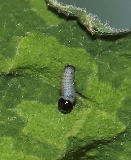 Monarch Caterpillar - Danaus plexippus This tiny caterpillar is a first instar monarch larva!

Habitat: Rural yard; my mom (@Beamie on JD) collects monarch eggs from the milkweed growing on her property. She puts them in mesh enclosures (kept outdoors) where they can hatch, feast on milkweed, pupate and eventually emerge as adults safely before being released.

Monarch metamorphosis from egg to adult takes as little as 25 days, However, it is estimated that fewer than 10% of monarch eggs and caterpillars survive because they are so vulnerable to weather, parasites, and disease. Monarchs are harbingers of environmental change, and they continue to struggle as a species.
https://www.jungledragon.com/image/119839/monarch_caterpillar_-_danaus_plexippus.html Danaus plexippus,Geotagged,Monarch butterfly,Summer,United States