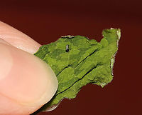 Monarch Caterpillar - Danaus plexippus This tiny caterpillar is a first instar monarch larva!<br />
<br />
Habitat: Rural yard; my mom (@Beamie on JD) collects monarch eggs from the milkweed growing on her property. She puts them in mesh enclosures (kept outdoors) where they can hatch, feast on milkweed, pupate and eventually emerge as adults safely before being released.<br />
<br />
Monarch metamorphosis from egg to adult takes as little as 25 days, However, it is estimated that fewer than 10% of monarch eggs and caterpillars survive because they are so vulnerable to weather, parasites, and disease. Monarchs are harbingers of environmental change, and they continue to struggle as a species.<br />
https://www.jungledragon.com/image/119838/monarch_caterpillar_-_danaus_plexippus.html Danaus,Danaus plexippus,Geotagged,Monarch butterfly,Nymphalidae,Summer,United States,caterpillar,larva,monarch caterpillar