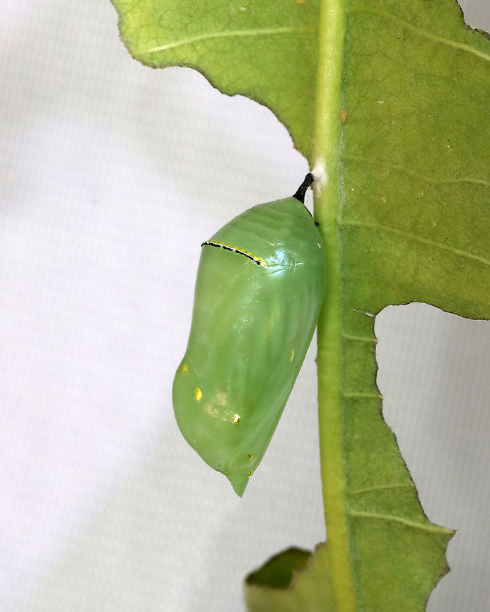 Monarch Chrysalis - Danaus plexippus Just before they pupate, monarch caterpillars spin a silk mat from which they hang upside down by their prolegs (the silk comes from a spinneret on their head). The caterpillar then stabs a stem into the silk pad to hang from. This stem extends from its rear, and is called a cremaster. <br />
<br />
Once they are in the pupal stage, they will begin their final transformation to become an adult butterfly. At the bottom of the chrysalis is the butterfly&#039;s head and thorax. The wings are on the sides, and the abdomen is near the top. <br />
<br />
Just before the monarch butterfly emerges, their wing pattern becomes visible through the pupal covering. This is not because the pupa is transparent; rather, it is because the pigmentation on the wing scales only develops at the very end of the pupal stage. This stage of development lasts 8-15 days under normal conditions. <br />
<br />
Habitat: Rural yard; my mom (@Beamie on JD) collects monarch eggs from the milkweed growing on her property. She puts them in mesh enclosures (kept outdoors) where they can hatch, feast on milkweed, pupate and eventually emerge as adults safely before being released.<br />
<br />
Monarch metamorphosis from egg to adult takes as little as 25 days, However, it is estimated that fewer than 10% of monarch eggs and caterpillars survive because they are so vulnerable to weather, parasites, and disease. Monarchs are harbingers of environmental change, and they continue to struggle as a species. Danaus,Danaus plexippus,Geotagged,Monarch butterfly,Summer,United States,chrysalis,monarch,pupa