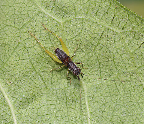 Handsome Trig (Nymph)- Phyllopalpus pulchellus Habitat: Milkweed; rural garden

This video shows the male, which has really cool, clear wings:
https://youtu.be/3oqRn6xVwXY

https://www.jungledragon.com/image/119842/handsome_trig_nymph-_phyllopalpus_pulchellus.html Geotagged,Gryllidae,Handsome trig,Phyllopalpus,Phyllopalpus pulchellus,Summer,United States,bush cricket,cricket