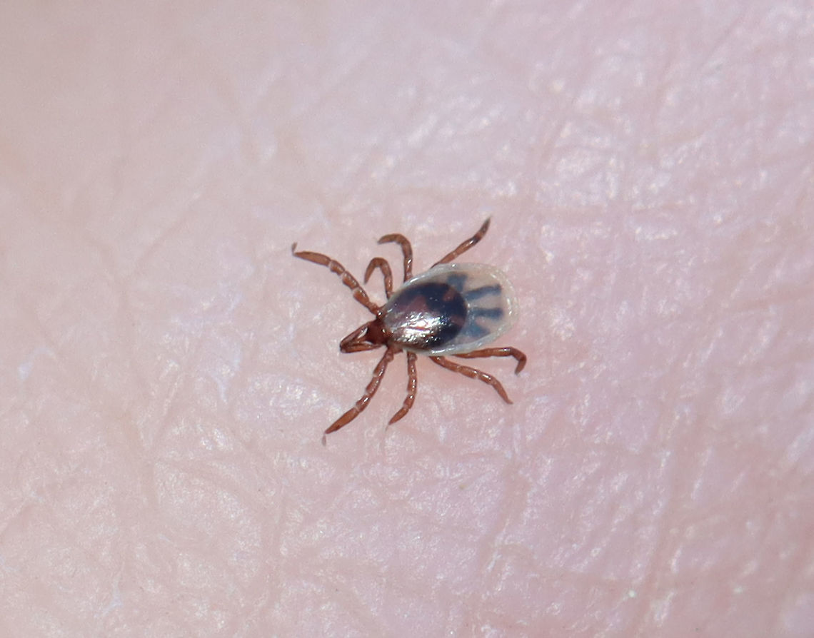 Blacklegged Tick Nymph - Ixodes scapularis The most dangerous stage of this tick is the nymph stage because it is 1-2 mm long and is easily overlooked. Thus, they can transmit pathogens before being detected.<br />
<br />
Habitat: I spotted it on my hand after coming through a mesic, mixed forest.  Blacklegged Tick,Geotagged,Ixodes,Ixodes scapularis,Summer,United States,deer tick,nymph,tick,tick nymph