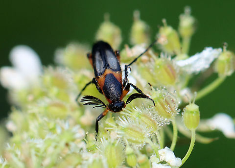 Macrosiagon limbata (Male) Fun fact: Females lay eggs on flowers frequented by bees. The first instar larva climbs on a bee and hitchhikes to the bee's nest where it behaves as a parasitoid! The following instars feed on the bee larvae, pollen, and nectar stored in the nest.

Habitat: Garden
https://www.jungledragon.com/image/119884/macrosiagon_limbata_male.html
https://www.jungledragon.com/image/119883/macrosiagon_limbata_male.html
https://www.jungledragon.com/image/119882/macrosiagon_limbata_male.html
https://www.jungledragon.com/image/119881/macrosiagon_limbata_male.html Geotagged,Macrosiagon limbata,Summer,United States