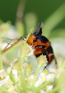 Macrosiagon limbata (Male) Fun fact: Females lay eggs on flowers frequented by bees. The first instar larva climbs on a bee and hitchhikes to the bee's nest where it behaves as a parasitoid! The following instars feed on the bee larvae, pollen, and nectar stored in the nest.

Habitat: Garden
https://www.jungledragon.com/image/119884/macrosiagon_limbata_male.html
https://www.jungledragon.com/image/119883/macrosiagon_limbata_male.html
https://www.jungledragon.com/image/119882/macrosiagon_limbata_male.html
https://www.jungledragon.com/image/119881/macrosiagon_limbata_male.html Geotagged,Macrosiagon limbata,Summer,United States