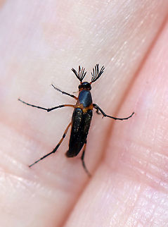 Macrosiagon limbata (Male) Fun fact: Females lay eggs on flowers frequented by bees. The first instar larva climbs on a bee and hitchhikes to the bee's nest where it behaves as a parasitoid! The following instars feed on the bee larvae, pollen, and nectar stored in the nest.

Habitat: Garden
https://www.jungledragon.com/image/119884/macrosiagon_limbata_male.html
https://www.jungledragon.com/image/119883/macrosiagon_limbata_male.html
https://www.jungledragon.com/image/119882/macrosiagon_limbata_male.html
https://www.jungledragon.com/image/119881/macrosiagon_limbata_male.html Geotagged,Macrosiagon limbata,Summer,United States