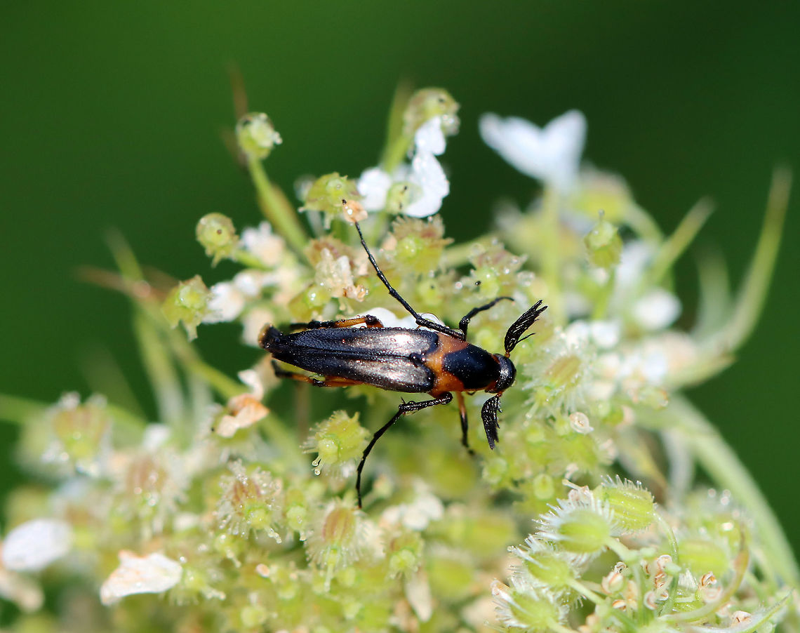 Macrosiagon limbata (Male) Fun fact: Females lay eggs on flowers frequented by bees. The first instar larva climbs on a bee and hitchhikes to the bee&#039;s nest where it behaves as a parasitoid! The following instars feed on the bee larvae, pollen, and nectar stored in the nest.<br />
<br />
Habitat: Garden<br />
<figure class="photo"><a href="https://www.jungledragon.com/image/119884/macrosiagon_limbata_male.html" title="Macrosiagon limbata (Male)"><img src="https://s3.amazonaws.com/media.jungledragon.com/images/3232/119884_thumb.jpg?AWSAccessKeyId=05GMT0V3GWVNE7GGM1R2&Expires=1767225610&Signature=f%2B0PIW%2B30X5Qp%2FEy5vu5Sxzv8Vw%3D" width="200" height="160" alt="Macrosiagon limbata (Male) Fun fact: Females lay eggs on flowers frequented by bees. The first instar larva climbs on a bee and hitchhikes to the bee&#039;s nest where it behaves as a parasitoid! The following instars feed on the bee larvae, pollen, and nectar stored in the nest.<br />
<br />
Habitat: Garden<br />
https://www.jungledragon.com/image/119884/macrosiagon_limbata_male.html<br />
https://www.jungledragon.com/image/119883/macrosiagon_limbata_male.html<br />
https://www.jungledragon.com/image/119882/macrosiagon_limbata_male.html<br />
https://www.jungledragon.com/image/119881/macrosiagon_limbata_male.html Geotagged,Macrosiagon,Macrosiagon limbata,Ripiphoridae,Summer,United States,beetle" /></a></figure><br />
<figure class="photo"><a href="https://www.jungledragon.com/image/119883/macrosiagon_limbata_male.html" title="Macrosiagon limbata (Male)"><img src="https://s3.amazonaws.com/media.jungledragon.com/images/3232/119883_thumb.jpg?AWSAccessKeyId=05GMT0V3GWVNE7GGM1R2&Expires=1767225610&Signature=W6hiPsV0adnmLJu3z4M%2F4nk890M%3D" width="114" height="152" alt="Macrosiagon limbata (Male) Fun fact: Females lay eggs on flowers frequented by bees. The first instar larva climbs on a bee and hitchhikes to the bee&#039;s nest where it behaves as a parasitoid! The following instars feed on the bee larvae, pollen, and nectar stored in the nest.<br />
<br />
Habitat: Garden<br />
https://www.jungledragon.com/image/119884/macrosiagon_limbata_male.html<br />
https://www.jungledragon.com/image/119883/macrosiagon_limbata_male.html<br />
https://www.jungledragon.com/image/119882/macrosiagon_limbata_male.html<br />
https://www.jungledragon.com/image/119881/macrosiagon_limbata_male.html Geotagged,Macrosiagon limbata,Summer,United States" /></a></figure><br />
<figure class="photo"><a href="https://www.jungledragon.com/image/119882/macrosiagon_limbata_male.html" title="Macrosiagon limbata (Male)"><img src="https://s3.amazonaws.com/media.jungledragon.com/images/3232/119882_thumb.jpg?AWSAccessKeyId=05GMT0V3GWVNE7GGM1R2&Expires=1767225610&Signature=L%2F2lPY8KsAtopJkcvPFy%2Fcm8o8s%3D" width="108" height="152" alt="Macrosiagon limbata (Male) Fun fact: Females lay eggs on flowers frequented by bees. The first instar larva climbs on a bee and hitchhikes to the bee&#039;s nest where it behaves as a parasitoid! The following instars feed on the bee larvae, pollen, and nectar stored in the nest.<br />
<br />
Habitat: Garden<br />
https://www.jungledragon.com/image/119884/macrosiagon_limbata_male.html<br />
https://www.jungledragon.com/image/119883/macrosiagon_limbata_male.html<br />
https://www.jungledragon.com/image/119882/macrosiagon_limbata_male.html<br />
https://www.jungledragon.com/image/119881/macrosiagon_limbata_male.html Geotagged,Macrosiagon limbata,Summer,United States" /></a></figure><br />
<figure class="photo"><a href="https://www.jungledragon.com/image/119881/macrosiagon_limbata_male.html" title="Macrosiagon limbata (Male)"><img src="https://s3.amazonaws.com/media.jungledragon.com/images/3232/119881_thumb.jpg?AWSAccessKeyId=05GMT0V3GWVNE7GGM1R2&Expires=1767225610&Signature=qBOdggJCc1hqV92e4e1r7xOvkwc%3D" width="200" height="144" alt="Macrosiagon limbata (Male) Fun fact: Females lay eggs on flowers frequented by bees. The first instar larva climbs on a bee and hitchhikes to the bee&#039;s nest where it behaves as a parasitoid! The following instars feed on the bee larvae, pollen, and nectar stored in the nest.<br />
<br />
Habitat: Garden<br />
https://www.jungledragon.com/image/119884/macrosiagon_limbata_male.html<br />
https://www.jungledragon.com/image/119883/macrosiagon_limbata_male.html<br />
https://www.jungledragon.com/image/119882/macrosiagon_limbata_male.html<br />
https://www.jungledragon.com/image/119881/macrosiagon_limbata_male.html Geotagged,Macrosiagon limbata,Summer,United States" /></a></figure> Geotagged,Macrosiagon,Macrosiagon limbata,Ripiphoridae,Summer,United States,beetle