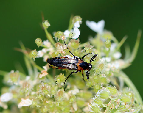 Macrosiagon limbata (Male) Fun fact: Females lay eggs on flowers frequented by bees. The first instar larva climbs on a bee and hitchhikes to the bee's nest where it behaves as a parasitoid! The following instars feed on the bee larvae, pollen, and nectar stored in the nest.

Habitat: Garden
https://www.jungledragon.com/image/119884/macrosiagon_limbata_male.html
https://www.jungledragon.com/image/119883/macrosiagon_limbata_male.html
https://www.jungledragon.com/image/119882/macrosiagon_limbata_male.html
https://www.jungledragon.com/image/119881/macrosiagon_limbata_male.html Geotagged,Macrosiagon,Macrosiagon limbata,Ripiphoridae,Summer,United States,beetle