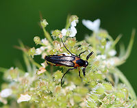 Macrosiagon limbata (Male) Fun fact: Females lay eggs on flowers frequented by bees. The first instar larva climbs on a bee and hitchhikes to the bee's nest where it behaves as a parasitoid! The following instars feed on the bee larvae, pollen, and nectar stored in the nest.<br />
<br />
Habitat: Garden<br />
https://www.jungledragon.com/image/119884/macrosiagon_limbata_male.html<br />
https://www.jungledragon.com/image/119883/macrosiagon_limbata_male.html<br />
https://www.jungledragon.com/image/119882/macrosiagon_limbata_male.html<br />
https://www.jungledragon.com/image/119881/macrosiagon_limbata_male.html Geotagged,Macrosiagon,Macrosiagon limbata,Ripiphoridae,Summer,United States,beetle