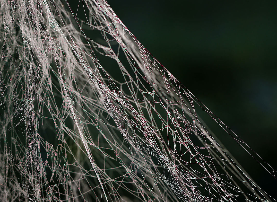 Spider Silk The woods and meadows were covered with webs this morning. I found the one pictured on an old fence bordering a meadow. Geotagged,Summer,United States,silk,spider silk,web
