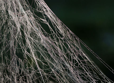 Spider Silk The woods and meadows were covered with webs this morning. I found the one pictured on an old fence bordering a meadow. Geotagged,Summer,United States,silk,spider silk,web