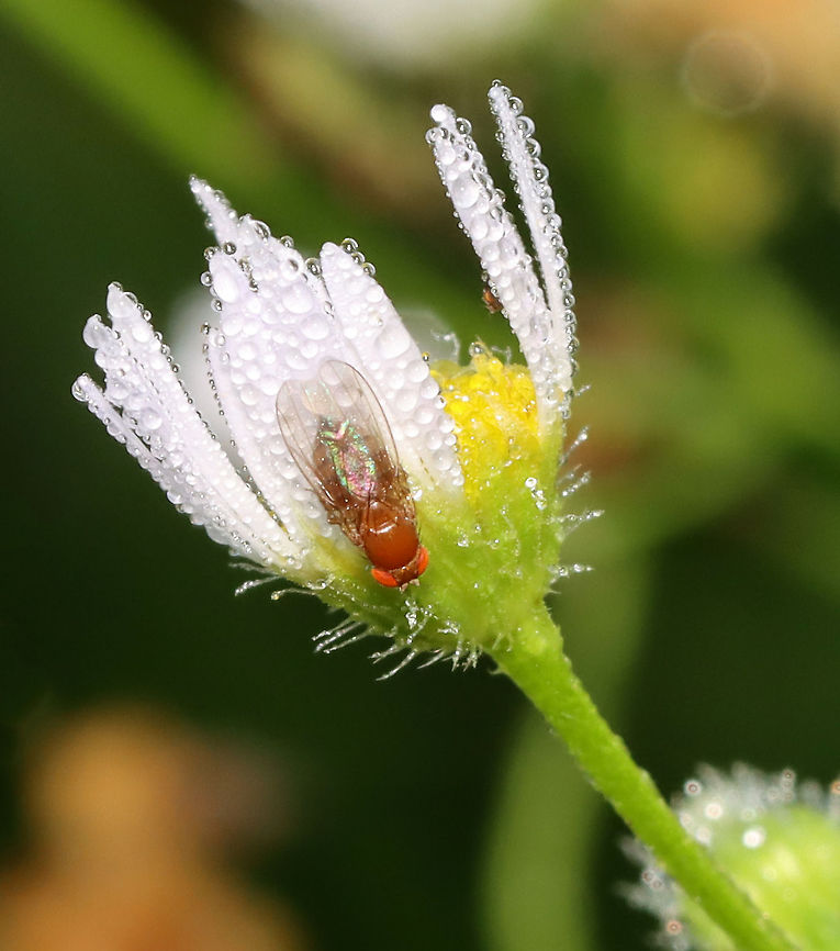 Small Fruit/Vinegar Fly - Subfamily Drosophilinae, Drosophila sp. Maybe Drosophila melanogaster.<br />
<br />
Habitat: Low vegetation; forest edge Drosophila,Drosophilinae,Geotagged,Summer,United States,fly,fruit fly,vinegar fly