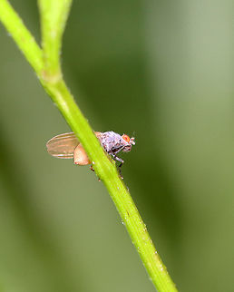 Minettia lupulina TL: ~5 mm. Thorax densely gray and pruinescent; abdomen yellow; fore and mid femora and fore tibia mostly black; yellow halteres.

Habitat: Low vegetation; Forest edge Geotagged,Lauxaniidae,Minettia,Minettia lupulina,Summer,United States,diptera,fly
