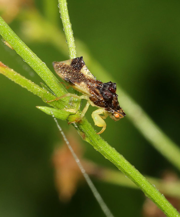 Pennsylvania Ambush Bug (Phymata pennsylvanica)? *Tentative species ID; It&#039;s definitely Phymata sp., but is it Phymata pennsylvanica or Phymata fasciata?<br />
<br />
Habitat: Low vegetation; forest edge Geotagged,Pennsylvania Ambush Bug,Phymata,Phymata pennsylvanica,Summer,United States,ambush bug,bug