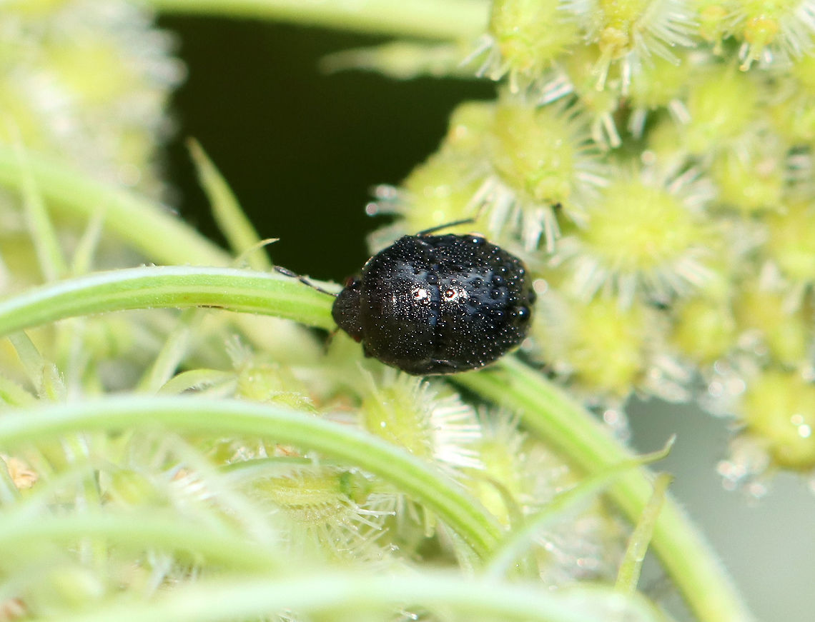 Ebony Bug - Corimelaena lateralis *Tentative species ID; there are a couple of very similar species in this genus<br />
<br />
Habitat: Garden Corimelaena,Corimelaena lateralis,Geotagged,Summer,Thyreocoridae,United States,bug,ebony bug