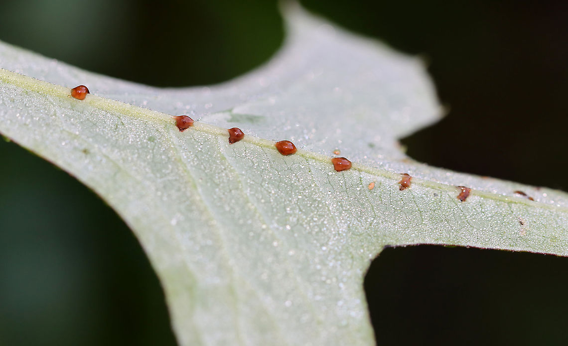 Red Spots on Thistle(?) Leaf I don't know that these red spots are. Maybe scales? Larvae or eggs covered in goo? Frass?<br />
<br />
Habitat: On thistle (I think); garden Geotagged,Summer,United States