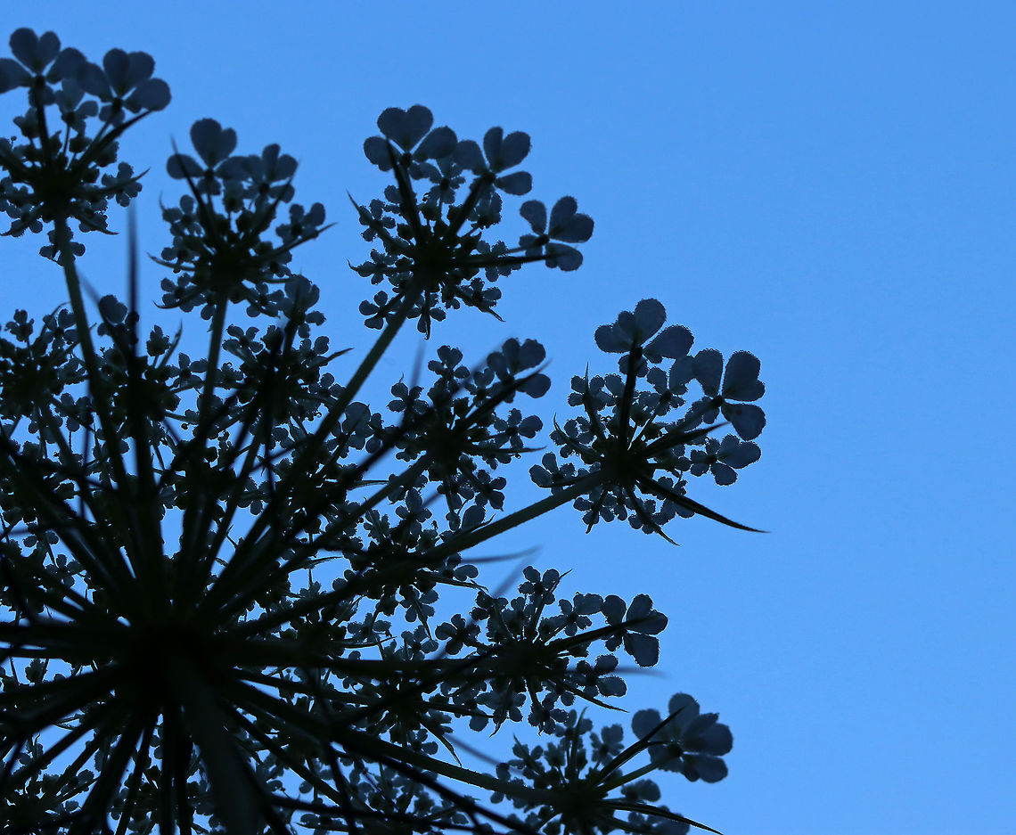 Wild Carrot - Daucus carota ...from below<br />
<br />
Habitat: Garden Daucus,Daucus carota,Geotagged,Summer,United States,Wild carrot