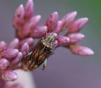 Scentless Plant Bug - Harmostes fraterculus Habitat: Garden<br />
https://www.jungledragon.com/image/119908/scentless_plant_bug_-_harmostes_fraterculus.html Geotagged,Harmostes,Harmostes fraterculus,Rhopalidae,Summer,United States,bug,scentless plant bug