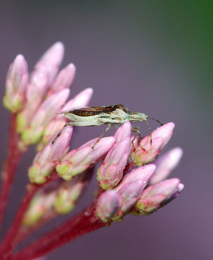 Scentless Plant Bug - Harmostes fraterculus Habitat: Garden<br />
<figure class="photo"><a href="https://www.jungledragon.com/image/119905/scentless_plant_bug_-_harmostes_fraterculus.html" title="Scentless Plant Bug - Harmostes fraterculus"><img src="https://s3.amazonaws.com/media.jungledragon.com/images/3232/119905_thumb.jpg?AWSAccessKeyId=05GMT0V3GWVNE7GGM1R2&Expires=1767225610&Signature=7vIK0KXWWBsPqxF5abNWWNeKioY%3D" width="200" height="176" alt="Scentless Plant Bug - Harmostes fraterculus Habitat: Garden<br />
https://www.jungledragon.com/image/119908/scentless_plant_bug_-_harmostes_fraterculus.html Geotagged,Harmostes,Harmostes fraterculus,Rhopalidae,Summer,United States,bug,scentless plant bug" /></a></figure> Geotagged,Harmostes fraterculus,Summer,United States
