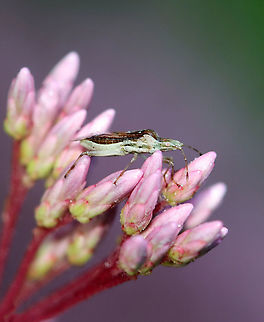 Scentless Plant Bug - Harmostes fraterculus Habitat: Garden
https://www.jungledragon.com/image/119905/scentless_plant_bug_-_harmostes_fraterculus.html Geotagged,Harmostes fraterculus,Summer,United States