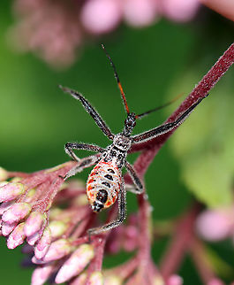 Wheel Bug Nymph - Arilus cristatus Habitat: Garden Arilus,Arilus cristatus,Geotagged,Summer,United States,Wheel bug,nymph,wheel bug nymph