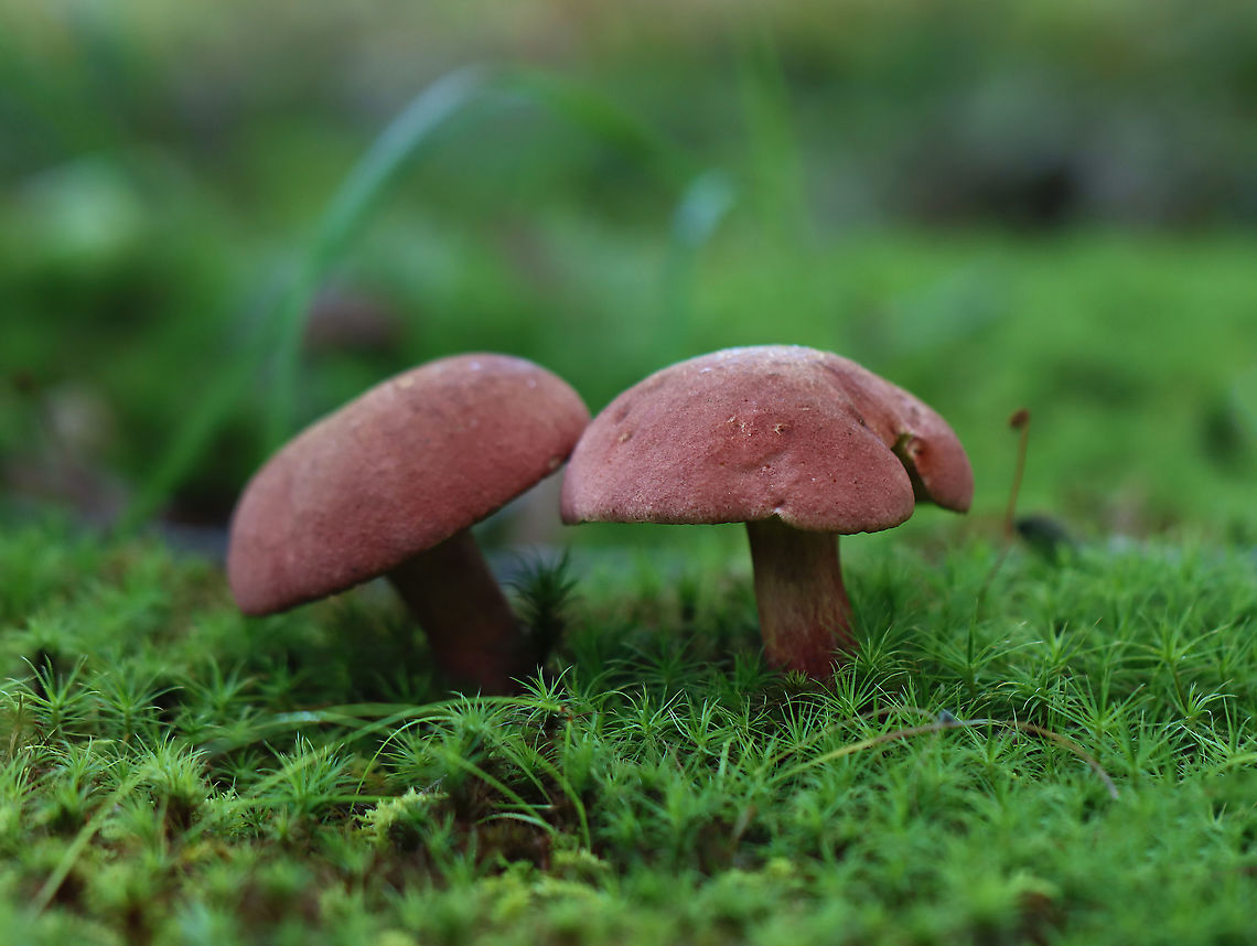 Two-colored Bolete - Baorangia bicolor Red caps, yellow pores that bruised cyan. The apices of the stipes were yellow and the bases were red.<br />
<br />
Habitat: Pondside in a mesic forest; growing in moss<br />
<figure class="photo"><a href="https://www.jungledragon.com/image/120031/two-colored_bolete_-_baorangia_bicolor.html" title="Two-colored Bolete - Baorangia bicolor"><img src="https://s3.amazonaws.com/media.jungledragon.com/images/3232/120031_thumb.jpg?AWSAccessKeyId=05GMT0V3GWVNE7GGM1R2&Expires=1767225610&Signature=J02dH1R%2BOTtegzGYJg2ps0wfgwk%3D" width="200" height="152" alt="Two-colored Bolete - Baorangia bicolor Red caps, yellow pores that bruised cyan. The apices of the stipes were yellow and the bases were red.<br />
<br />
Habitat: Pondside in a mesic forest; growing in moss<br />
https://www.jungledragon.com/image/120031/two-colored_bolete_-_baorangia_bicolor.html<br />
https://www.jungledragon.com/image/120034/two-colored_bolete_-_baorangia_bicolor.html<br />
https://www.jungledragon.com/image/120033/two-colored_bolete_-_baorangia_bicolor.html<br />
https://www.jungledragon.com/image/120032/two-colored_bolete_-_baorangia_bicolor.html Baorangia,Baorangia bicolor,Geotagged,Summer,Two-colored Bolete,United States,bolete,fungi,fungus,mushroom,mushrooms" /></a></figure><br />
<figure class="photo"><a href="https://www.jungledragon.com/image/120034/two-colored_bolete_-_baorangia_bicolor.html" title="Two-colored Bolete - Baorangia bicolor"><img src="https://s3.amazonaws.com/media.jungledragon.com/images/3232/120034_thumb.jpg?AWSAccessKeyId=05GMT0V3GWVNE7GGM1R2&Expires=1767225610&Signature=Femz93gWLfEAGKCs3IdyM6cPtPE%3D" width="200" height="134" alt="Two-colored Bolete - Baorangia bicolor Red caps, yellow pores that bruised cyan. The apices of the stipes were yellow and the bases were red.<br />
<br />
Habitat: Pondside in a mesic forest; growing in moss<br />
<br />
https://www.jungledragon.com/image/120031/two-colored_bolete_-_baorangia_bicolor.html<br />
https://www.jungledragon.com/image/120034/two-colored_bolete_-_baorangia_bicolor.html<br />
https://www.jungledragon.com/image/120033/two-colored_bolete_-_baorangia_bicolor.html<br />
https://www.jungledragon.com/image/120032/two-colored_bolete_-_baorangia_bicolor.html Baorangia bicolor,Geotagged,Summer,Two-colored Bolete,United States" /></a></figure><br />
<figure class="photo"><a href="https://www.jungledragon.com/image/120033/two-colored_bolete_-_baorangia_bicolor.html" title="Two-colored Bolete - Baorangia bicolor"><img src="https://s3.amazonaws.com/media.jungledragon.com/images/3232/120033_thumb.jpg?AWSAccessKeyId=05GMT0V3GWVNE7GGM1R2&Expires=1767225610&Signature=waJQBcWqVJ1VlqAIz%2F1KgRH0GLk%3D" width="110" height="152" alt="Two-colored Bolete - Baorangia bicolor Red caps, yellow pores that bruised cyan. The apices of the stipes were yellow and the bases were red.<br />
<br />
Habitat: Pondside in a mesic forest; growing in moss<br />
<br />
https://www.jungledragon.com/image/120031/two-colored_bolete_-_baorangia_bicolor.html<br />
https://www.jungledragon.com/image/120034/two-colored_bolete_-_baorangia_bicolor.html<br />
https://www.jungledragon.com/image/120033/two-colored_bolete_-_baorangia_bicolor.html<br />
https://www.jungledragon.com/image/120032/two-colored_bolete_-_baorangia_bicolor.html Baorangia bicolor,Geotagged,Summer,Two-colored Bolete,United States" /></a></figure><br />
<figure class="photo"><a href="https://www.jungledragon.com/image/120032/two-colored_bolete_-_baorangia_bicolor.html" title="Two-colored Bolete - Baorangia bicolor"><img src="https://s3.amazonaws.com/media.jungledragon.com/images/3232/120032_thumb.jpg?AWSAccessKeyId=05GMT0V3GWVNE7GGM1R2&Expires=1767225610&Signature=nm0VIVPgm2Wz9Hc4sxMFJsyntC4%3D" width="114" height="152" alt="Two-colored Bolete - Baorangia bicolor Red caps, yellow pores that bruised cyan. The apices of the stipes were yellow and the bases were red.<br />
<br />
Habitat: Pondside in a mesic forest; growing in moss<br />
<br />
https://www.jungledragon.com/image/120031/two-colored_bolete_-_baorangia_bicolor.html<br />
https://www.jungledragon.com/image/120034/two-colored_bolete_-_baorangia_bicolor.html<br />
https://www.jungledragon.com/image/120033/two-colored_bolete_-_baorangia_bicolor.html<br />
https://www.jungledragon.com/image/120032/two-colored_bolete_-_baorangia_bicolor.html Baorangia bicolor,Geotagged,Summer,Two-colored Bolete,United States" /></a></figure> Baorangia,Baorangia bicolor,Geotagged,Summer,Two-colored Bolete,United States,bolete,fungi,fungus,mushroom,mushrooms