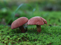 Two-colored Bolete - Baorangia bicolor Red caps, yellow pores that bruised cyan. The apices of the stipes were yellow and the bases were red.<br />
<br />
Habitat: Pondside in a mesic forest; growing in moss<br />
https://www.jungledragon.com/image/120031/two-colored_bolete_-_baorangia_bicolor.html<br />
https://www.jungledragon.com/image/120034/two-colored_bolete_-_baorangia_bicolor.html<br />
https://www.jungledragon.com/image/120033/two-colored_bolete_-_baorangia_bicolor.html<br />
https://www.jungledragon.com/image/120032/two-colored_bolete_-_baorangia_bicolor.html Baorangia,Baorangia bicolor,Geotagged,Summer,Two-colored Bolete,United States,bolete,fungi,fungus,mushroom,mushrooms