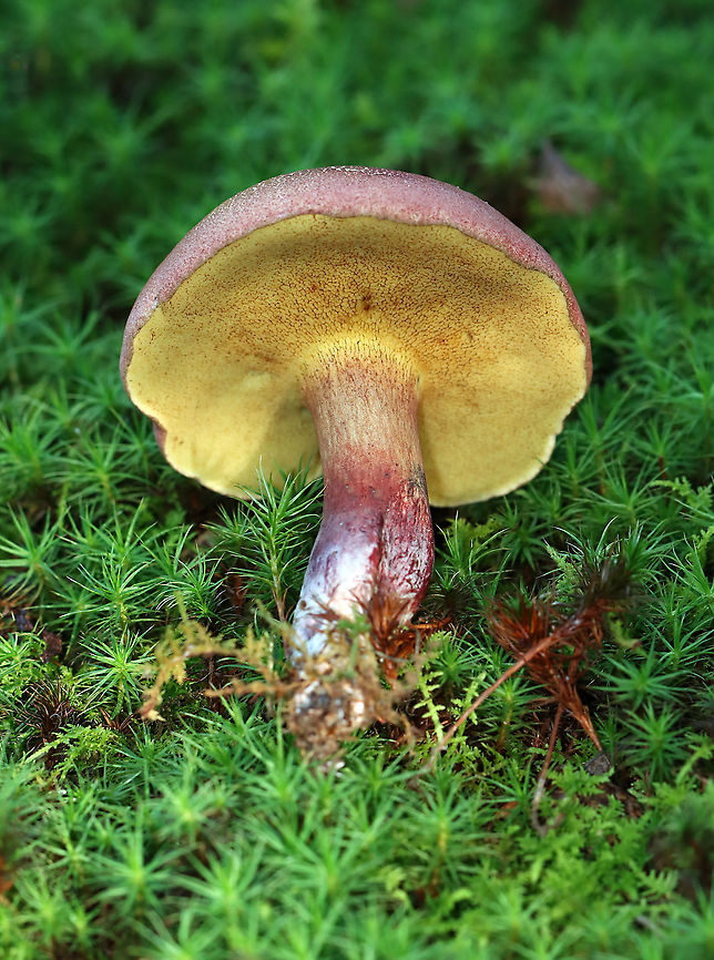 Two-colored Bolete - Baorangia bicolor Red caps, yellow pores that bruised cyan. The apices of the stipes were yellow and the bases were red.<br />
<br />
Habitat: Pondside in a mesic forest; growing in moss<br />
<br />
<figure class="photo"><a href="https://www.jungledragon.com/image/120031/two-colored_bolete_-_baorangia_bicolor.html" title="Two-colored Bolete - Baorangia bicolor"><img src="https://s3.amazonaws.com/media.jungledragon.com/images/3232/120031_thumb.jpg?AWSAccessKeyId=05GMT0V3GWVNE7GGM1R2&Expires=1759968010&Signature=dSLrdPavt6i0PDFtySCNk3ApRBI%3D" width="200" height="152" alt="Two-colored Bolete - Baorangia bicolor Red caps, yellow pores that bruised cyan. The apices of the stipes were yellow and the bases were red.<br />
<br />
Habitat: Pondside in a mesic forest; growing in moss<br />
https://www.jungledragon.com/image/120031/two-colored_bolete_-_baorangia_bicolor.html<br />
https://www.jungledragon.com/image/120034/two-colored_bolete_-_baorangia_bicolor.html<br />
https://www.jungledragon.com/image/120033/two-colored_bolete_-_baorangia_bicolor.html<br />
https://www.jungledragon.com/image/120032/two-colored_bolete_-_baorangia_bicolor.html Baorangia,Baorangia bicolor,Geotagged,Summer,Two-colored Bolete,United States,bolete,fungi,fungus,mushroom,mushrooms" /></a></figure><br />
<figure class="photo"><a href="https://www.jungledragon.com/image/120034/two-colored_bolete_-_baorangia_bicolor.html" title="Two-colored Bolete - Baorangia bicolor"><img src="https://s3.amazonaws.com/media.jungledragon.com/images/3232/120034_thumb.jpg?AWSAccessKeyId=05GMT0V3GWVNE7GGM1R2&Expires=1759968010&Signature=%2F20N4HTakLUqvZyasmm9fBavhvk%3D" width="200" height="134" alt="Two-colored Bolete - Baorangia bicolor Red caps, yellow pores that bruised cyan. The apices of the stipes were yellow and the bases were red.<br />
<br />
Habitat: Pondside in a mesic forest; growing in moss<br />
<br />
https://www.jungledragon.com/image/120031/two-colored_bolete_-_baorangia_bicolor.html<br />
https://www.jungledragon.com/image/120034/two-colored_bolete_-_baorangia_bicolor.html<br />
https://www.jungledragon.com/image/120033/two-colored_bolete_-_baorangia_bicolor.html<br />
https://www.jungledragon.com/image/120032/two-colored_bolete_-_baorangia_bicolor.html Baorangia bicolor,Geotagged,Summer,Two-colored Bolete,United States" /></a></figure><br />
<figure class="photo"><a href="https://www.jungledragon.com/image/120033/two-colored_bolete_-_baorangia_bicolor.html" title="Two-colored Bolete - Baorangia bicolor"><img src="https://s3.amazonaws.com/media.jungledragon.com/images/3232/120033_thumb.jpg?AWSAccessKeyId=05GMT0V3GWVNE7GGM1R2&Expires=1759968010&Signature=%2BorSUXfIMpm6AMjtCw3CJVBhGFQ%3D" width="110" height="152" alt="Two-colored Bolete - Baorangia bicolor Red caps, yellow pores that bruised cyan. The apices of the stipes were yellow and the bases were red.<br />
<br />
Habitat: Pondside in a mesic forest; growing in moss<br />
<br />
https://www.jungledragon.com/image/120031/two-colored_bolete_-_baorangia_bicolor.html<br />
https://www.jungledragon.com/image/120034/two-colored_bolete_-_baorangia_bicolor.html<br />
https://www.jungledragon.com/image/120033/two-colored_bolete_-_baorangia_bicolor.html<br />
https://www.jungledragon.com/image/120032/two-colored_bolete_-_baorangia_bicolor.html Baorangia bicolor,Geotagged,Summer,Two-colored Bolete,United States" /></a></figure><br />
<figure class="photo"><a href="https://www.jungledragon.com/image/120032/two-colored_bolete_-_baorangia_bicolor.html" title="Two-colored Bolete - Baorangia bicolor"><img src="https://s3.amazonaws.com/media.jungledragon.com/images/3232/120032_thumb.jpg?AWSAccessKeyId=05GMT0V3GWVNE7GGM1R2&Expires=1759968010&Signature=MBaic9QGMA2PRQAzXzUlzY87MEA%3D" width="114" height="152" alt="Two-colored Bolete - Baorangia bicolor Red caps, yellow pores that bruised cyan. The apices of the stipes were yellow and the bases were red.<br />
<br />
Habitat: Pondside in a mesic forest; growing in moss<br />
<br />
https://www.jungledragon.com/image/120031/two-colored_bolete_-_baorangia_bicolor.html<br />
https://www.jungledragon.com/image/120034/two-colored_bolete_-_baorangia_bicolor.html<br />
https://www.jungledragon.com/image/120033/two-colored_bolete_-_baorangia_bicolor.html<br />
https://www.jungledragon.com/image/120032/two-colored_bolete_-_baorangia_bicolor.html Baorangia bicolor,Geotagged,Summer,Two-colored Bolete,United States" /></a></figure> Baorangia bicolor,Geotagged,Summer,Two-colored Bolete,United States