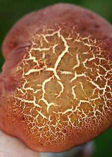 Two-colored Bolete - Baorangia bicolor Red caps, yellow pores that bruised cyan. The apices of the stipes were yellow and the bases were red.

Habitat: Pondside in a mesic forest; growing in moss

https://www.jungledragon.com/image/120031/two-colored_bolete_-_baorangia_bicolor.html
https://www.jungledragon.com/image/120034/two-colored_bolete_-_baorangia_bicolor.html
https://www.jungledragon.com/image/120033/two-colored_bolete_-_baorangia_bicolor.html
https://www.jungledragon.com/image/120032/two-colored_bolete_-_baorangia_bicolor.html Baorangia bicolor,Geotagged,Summer,Two-colored Bolete,United States