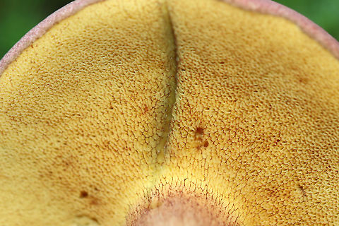 Two-colored Bolete - Baorangia bicolor Red caps, yellow pores that bruised cyan. The apices of the stipes were yellow and the bases were red.

Habitat: Pondside in a mesic forest; growing in moss

https://www.jungledragon.com/image/120031/two-colored_bolete_-_baorangia_bicolor.html
https://www.jungledragon.com/image/120034/two-colored_bolete_-_baorangia_bicolor.html
https://www.jungledragon.com/image/120033/two-colored_bolete_-_baorangia_bicolor.html
https://www.jungledragon.com/image/120032/two-colored_bolete_-_baorangia_bicolor.html Baorangia bicolor,Geotagged,Summer,Two-colored Bolete,United States