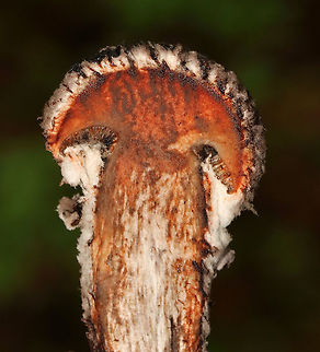Old Man of the Woods - Strobilomyces sp. I'm not sure what species this is as the taxonomy of Strobilomyces sp. is very confusing, uncertain, and messy.

It is one of my favorite mushrooms, though I rarely see it! The cap and stem are fluffy/woolly. And, when you cut into the flesh, it turns red! So cool.

Habitat: Mixed forest; pondside
https://www.jungledragon.com/image/120041/old_man_of_the_woods_-_strobilomyces_sp.html
https://www.jungledragon.com/image/120043/old_man_of_the_woods_-_strobilomyces_sp.html
https://www.jungledragon.com/image/120042/old_man_of_the_woods_-_strobilomyces_sp.html
 Geotagged,Old Man of the Woods,Strobilomyces,Summer,United States,fungus,mushroom