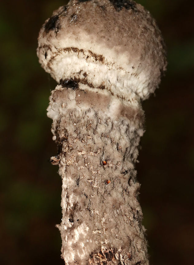 Old Man of the Woods - Strobilomyces sp. I'm not sure what species this is as the taxonomy of Strobilomyces sp. is very confusing, uncertain, and messy.<br />
<br />
It is one of my favorite mushrooms, though I rarely see it! The cap and stem are fluffy/woolly. And, when you cut into the flesh, it turns red! So cool.<br />
<br />
Habitat: Mixed forest; pondside<br />
<figure class="photo"><a href="https://www.jungledragon.com/image/120041/old_man_of_the_woods_-_strobilomyces_sp.html" title="Old Man of the Woods - Strobilomyces sp."><img src="https://s3.amazonaws.com/media.jungledragon.com/images/3232/120041_thumb.jpg?AWSAccessKeyId=05GMT0V3GWVNE7GGM1R2&Expires=1759968010&Signature=pRDo9wlVKHeYKov%2BL%2BI1qRr6ul4%3D" width="138" height="152" alt="Old Man of the Woods - Strobilomyces sp. I'm not sure what species this is as the taxonomy of Strobilomyces sp. is very confusing, uncertain, and messy.<br />
<br />
It is one of my favorite mushrooms, though I rarely see it! The cap and stem are fluffy/woolly. And, when you cut into the flesh, it turns red! So cool.<br />
<br />
Habitat: Mixed forest; pondside<br />
https://www.jungledragon.com/image/120041/old_man_of_the_woods_-_strobilomyces_sp.html<br />
https://www.jungledragon.com/image/120043/old_man_of_the_woods_-_strobilomyces_sp.html<br />
https://www.jungledragon.com/image/120042/old_man_of_the_woods_-_strobilomyces_sp.html<br />
Geotagged,Old Man of the Woods,Strobilomyces,Summer,United States,fungus,mushroom" /></a></figure><br />
<figure class="photo"><a href="https://www.jungledragon.com/image/120043/old_man_of_the_woods_-_strobilomyces_sp.html" title="Old Man of the Woods - Strobilomyces sp."><img src="https://s3.amazonaws.com/media.jungledragon.com/images/3232/120043_thumb.jpg?AWSAccessKeyId=05GMT0V3GWVNE7GGM1R2&Expires=1759968010&Signature=nEINBgFE4U108CaZ8WbhDzlpqTU%3D" width="118" height="152" alt="Old Man of the Woods - Strobilomyces sp. I'm not sure what species this is as the taxonomy of Strobilomyces sp. is very confusing, uncertain, and messy.<br />
<br />
It is one of my favorite mushrooms, though I rarely see it! The cap and stem are fluffy/woolly. And, when you cut into the flesh, it turns red! So cool.<br />
<br />
Habitat: Mixed forest; pondside<br />
https://www.jungledragon.com/image/120041/old_man_of_the_woods_-_strobilomyces_sp.html<br />
https://www.jungledragon.com/image/120043/old_man_of_the_woods_-_strobilomyces_sp.html<br />
https://www.jungledragon.com/image/120042/old_man_of_the_woods_-_strobilomyces_sp.html<br />
Geotagged,Summer,United States" /></a></figure><br />
<figure class="photo"><a href="https://www.jungledragon.com/image/120042/old_man_of_the_woods_-_strobilomyces_sp.html" title="Old Man of the Woods - Strobilomyces sp."><img src="https://s3.amazonaws.com/media.jungledragon.com/images/3232/120042_thumb.jpg?AWSAccessKeyId=05GMT0V3GWVNE7GGM1R2&Expires=1759968010&Signature=Kz1ie1%2B30jd5b%2FV7o3JitKqRwNY%3D" width="112" height="152" alt="Old Man of the Woods - Strobilomyces sp. I'm not sure what species this is as the taxonomy of Strobilomyces sp. is very confusing, uncertain, and messy.<br />
<br />
It is one of my favorite mushrooms, though I rarely see it! The cap and stem are fluffy/woolly. And, when you cut into the flesh, it turns red! So cool.<br />
<br />
Habitat: Mixed forest; pondside<br />
https://www.jungledragon.com/image/120041/old_man_of_the_woods_-_strobilomyces_sp.html<br />
https://www.jungledragon.com/image/120043/old_man_of_the_woods_-_strobilomyces_sp.html<br />
https://www.jungledragon.com/image/120042/old_man_of_the_woods_-_strobilomyces_sp.html<br />
Geotagged,Summer,United States" /></a></figure><br />
Geotagged,Summer,United States